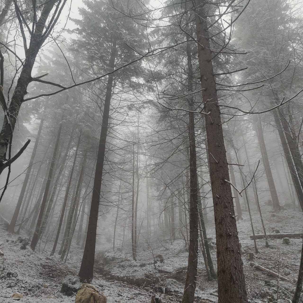 雾雪中的新天鹅堡